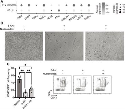 FOXO1 regulates pentose phosphate pathway-mediated induction of developmental erythropoiesis